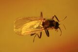 Two Fossil Flies (Diptera) In Baltic Amber #72209-2